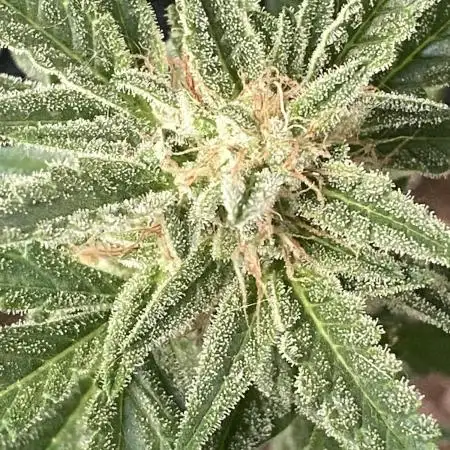 BlackOpium Auto by🔥Divine Seeds