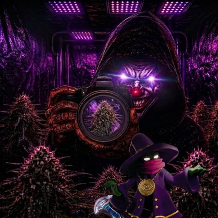 Wizard Trees Voodoo (Little Pheno Hunt)