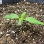 Godfather OG Auto 😎