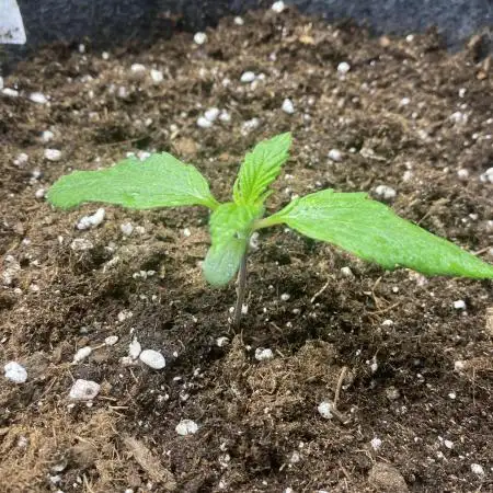 Godfather OG Auto 😎