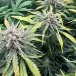 Ztrawberriez Auto & Amnesia