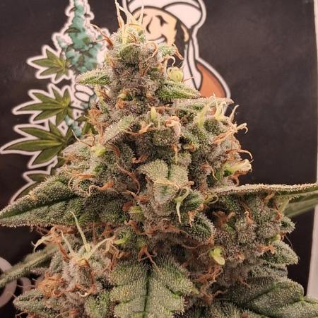 Auto Divine Rapier from Divine Seeds