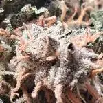 Second Time  3 Autoflower Strains