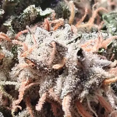 Second Time  3 Autoflower Strains