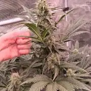 Banana Purple Auto | Paradise Seeds