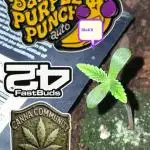 Banana Purpel Punsh Organisch mit EPN