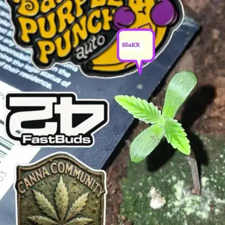 Banana Purpel Punsh Organisch mit EPN