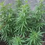 Zombie Kush Outdoor 2025