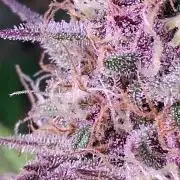 Banana Purpel Punsh Organisch mit EPN