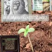 Auto | Dr. Zaius OG from V-Buds