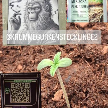 Auto | Dr. Zaius OG from V-Buds