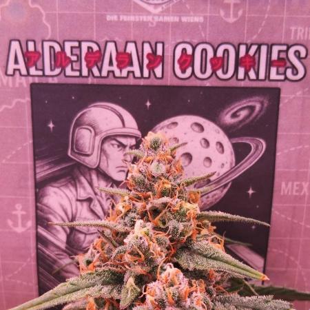Alderaan Cookies Automatic from V-Buds