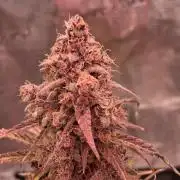 Banana Purpel Punsh Organisch mit EPN