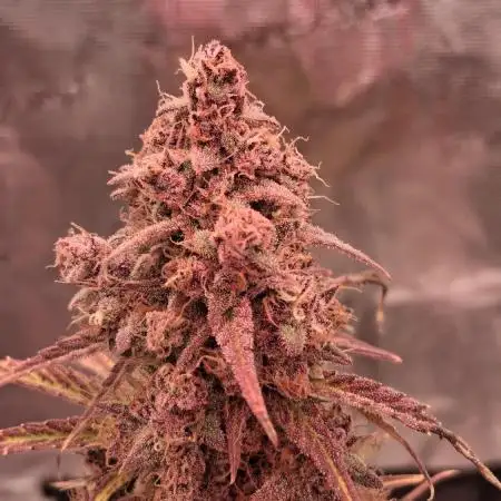 Banana Purpel Punsh Organisch mit EPN