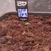 Banana Purple Punch Auto RF3 Fastbuds