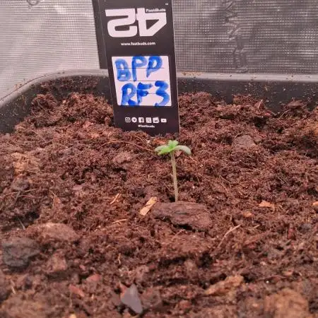 Banana Purple Punch Auto RF3 Fastbuds