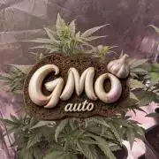 GMO Auto Fast Buds