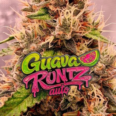 Guava Runtz Auto - Champion Line 🏆