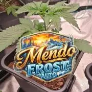 Mendo Frost Auto ❄️ 🏆