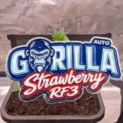 Strawberry Gorilla Auto RF3 🦍🍓