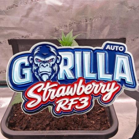 Strawberry Gorilla Auto RF3 🦍🍓