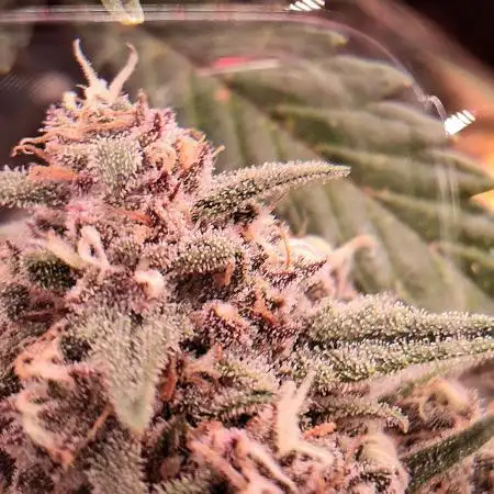 Second Time  3 Autoflower Strains