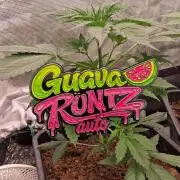 Guava Runtz Auto - Champion Line 🏆