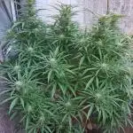 Zombie Kush Outdoor 2025