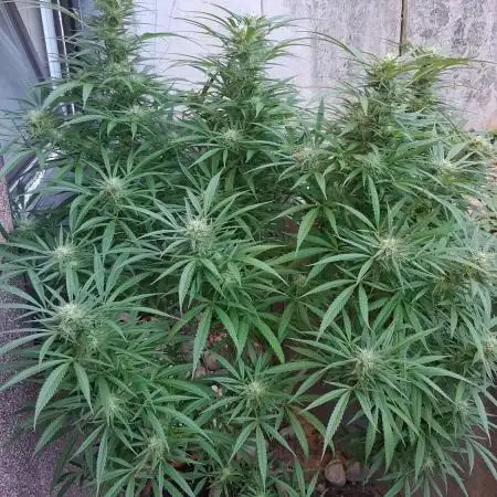 Zombie Kush Outdoor 2025