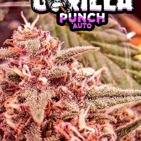 Second Time  3 Autoflower Strains