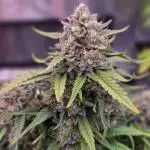 First Time 3 Automatic Strains