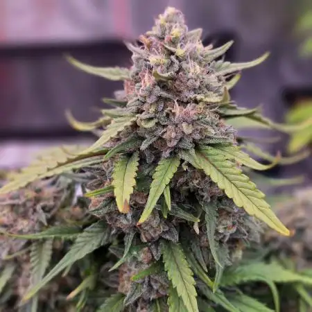 First Time 3 Automatic Strains