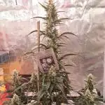 Alderaan Cookies Automatic from V-Buds