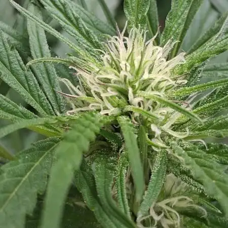 Zombie Kush Outdoor 2025