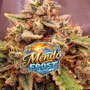 Mendo Frost Auto ❄️ 🏆