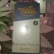 Banana Purple Auto | Paradise Seeds