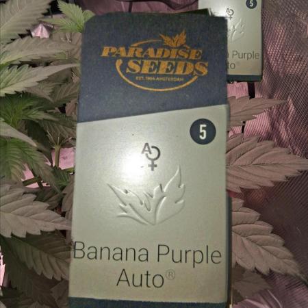 Banana Purple Auto | Paradise Seeds