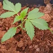 Banana Purple Auto | Paradise Seeds