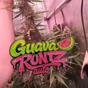 Guava Runtz Auto - Champion Line 🏆