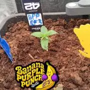 Banana Purple Punch Auto RF3 Fastbuds