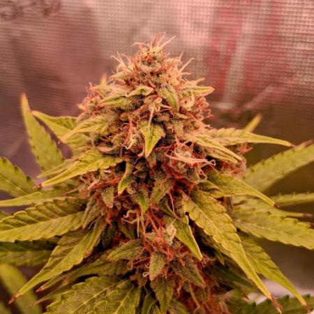 GMO Auto Barneys Farm