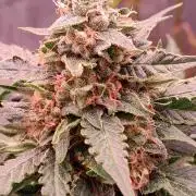Super Strains Do-Si-Dos Auto & Hy-Pro