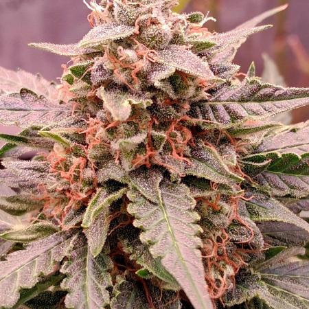 Super Strains Do-Si-Dos Auto & Hy-Pro