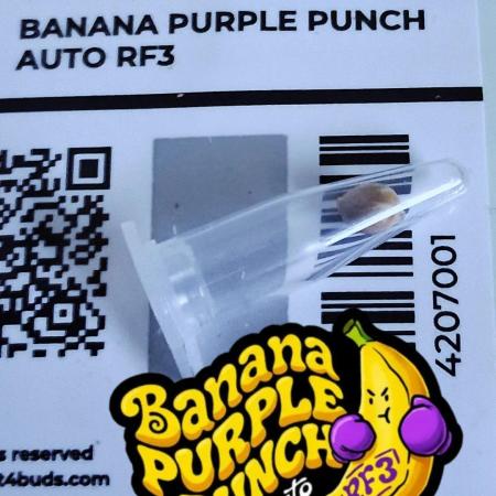 Banana Purple Punch Auto RF3 Fastbuds