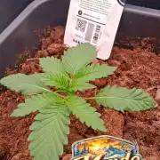 Mendo Frost Auto ❄️ 🏆