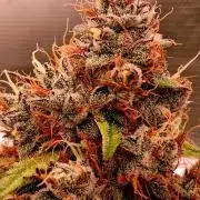 Guava Runtz Auto - Champion Line 🏆