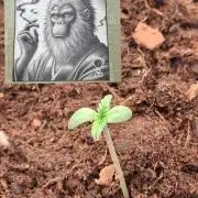 Auto | Dr. Zaius OG from V-Buds