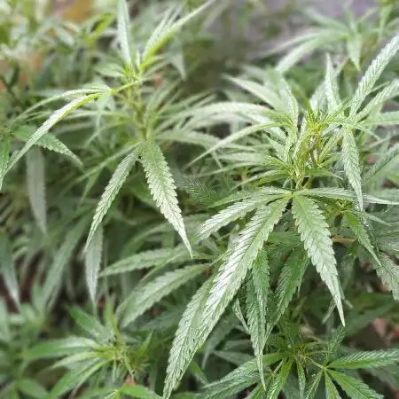 Zombie Kush Outdoor 2025