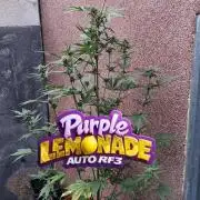 Purple Lemonade Auto RF3 😈🥤3️⃣