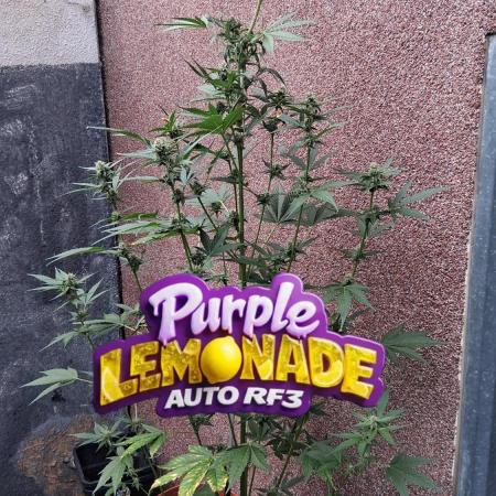 Purple Lemonade Auto RF3 😈🥤3️⃣